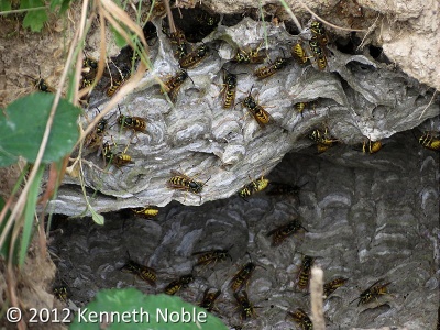 wasps' nest (Vespa vulgaris) Kenneth Noble